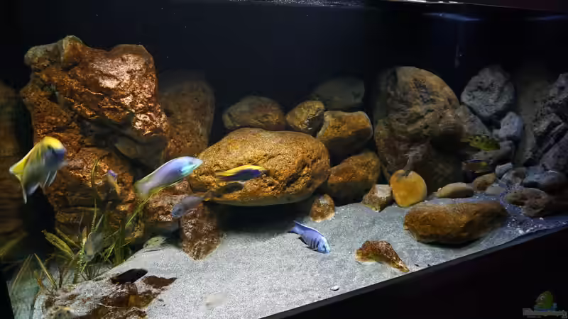 Aquarium Malawi 2 (aufgelöst, nur noch Beispiel ) von andreas32 (31)