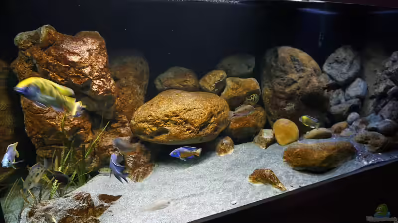 Aquarium Malawi 2 (aufgelöst, nur noch Beispiel ) von andreas32 (32)