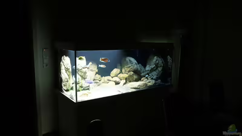 Aquarium Malawi 2 (aufgelöst, nur noch Beispiel ) von andreas32 (7)