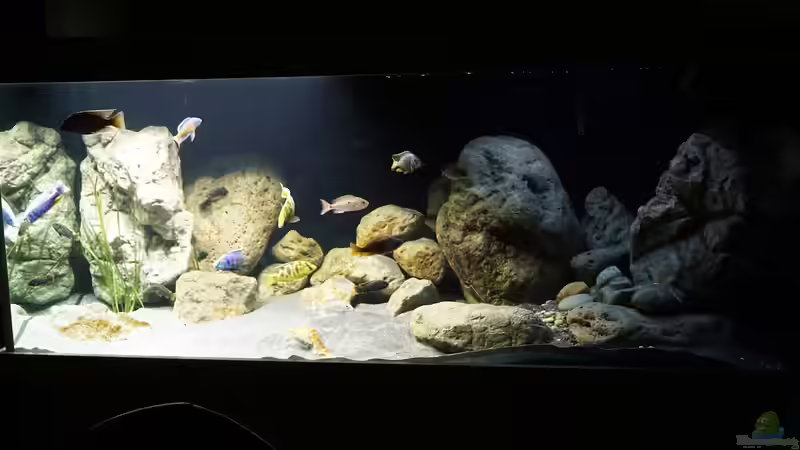Aquarium Malawi 2 (aufgelöst, nur noch Beispiel ) von andreas32 (8)