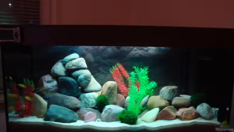 Aquarium Malawi 200 Liter von Holger Busse (2)