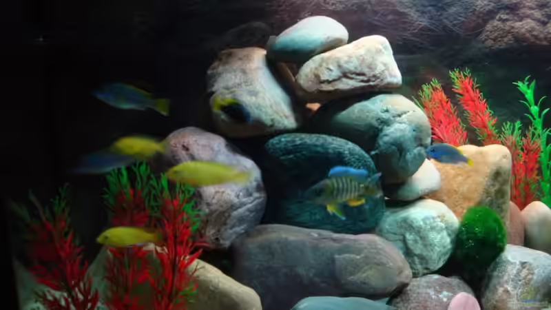 Aquarium Malawi 200 Liter von Holger Busse (3)