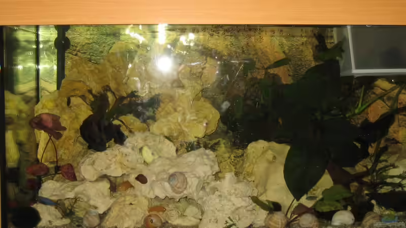 Aquarium Malawi 200 Liter von Sky1706 (8)