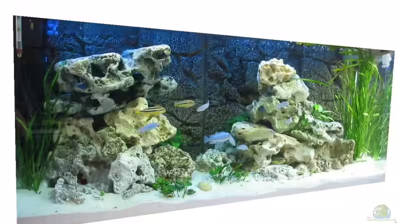 Aquarium MALAWI 240 (2006-2008) von Deutschmaschine (5)