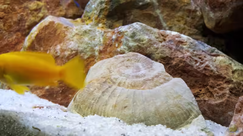 Aquarium Malawi 240 mbuna von Brownson (10)