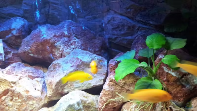 Aquarium Malawi 240 mbuna von Brownson (6)