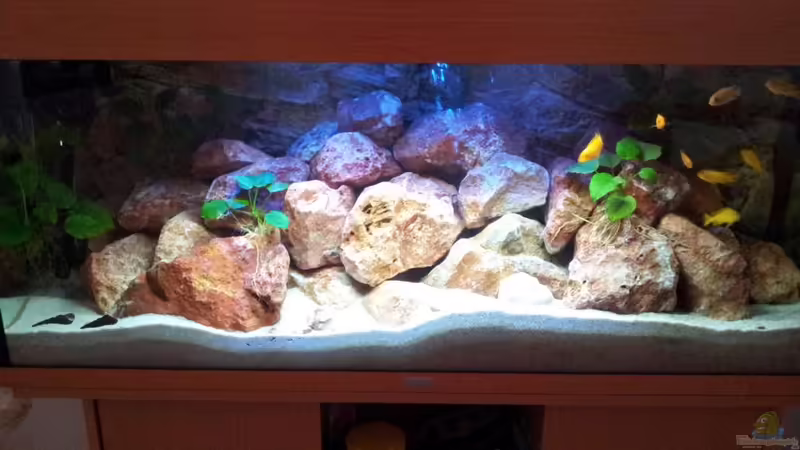 Aquarium Malawi 240 mbuna von Brownson (7)