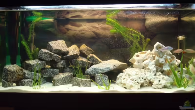 Aquarium MALAWI 250 l von Marc Müller (2)