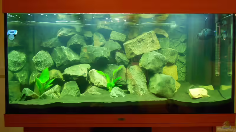Aquarium Malawi 330Liter von Philipp Spindler (2)