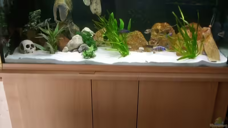 Aquarium Malawi 450 von Bootboy (4)