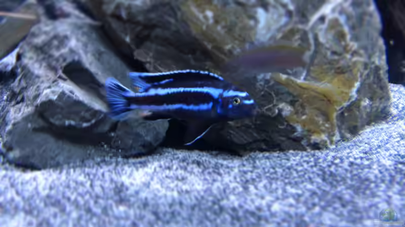 Aquarium Malawi 450 von Christoph Müller (10)