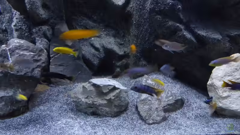 Aquarium Malawi 450 von Christoph Müller (11)