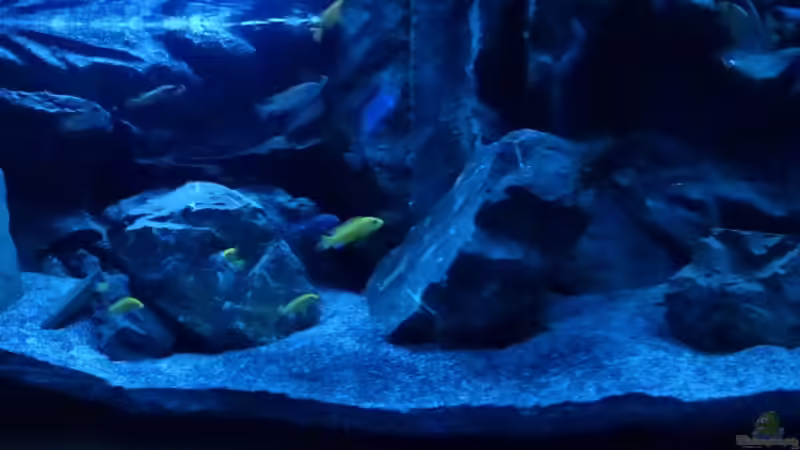 Aquarium Malawi 450 von Christoph Müller (3)