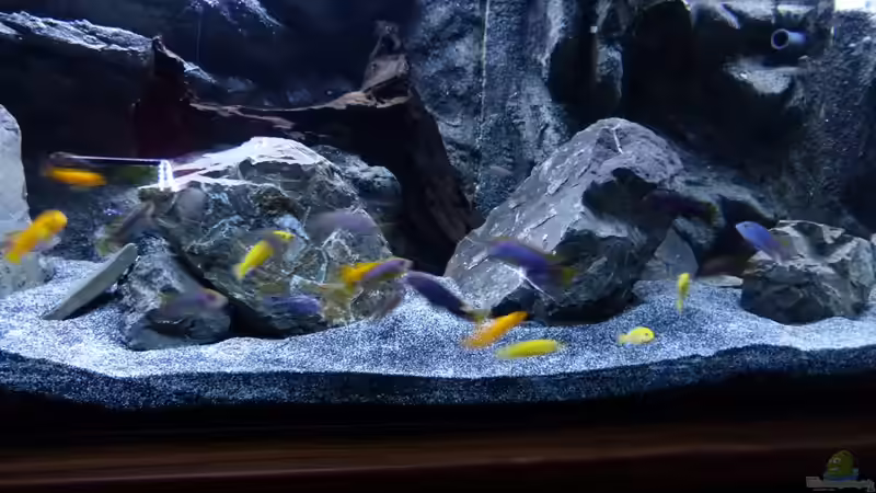 Aquarium Malawi 450 von Christoph Müller (4)