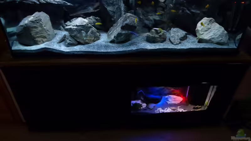 Aquarium Malawi 450 von Christoph Müller (5)