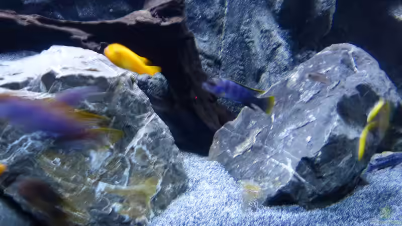 Aquarium Malawi 450 von Christoph Müller (6)