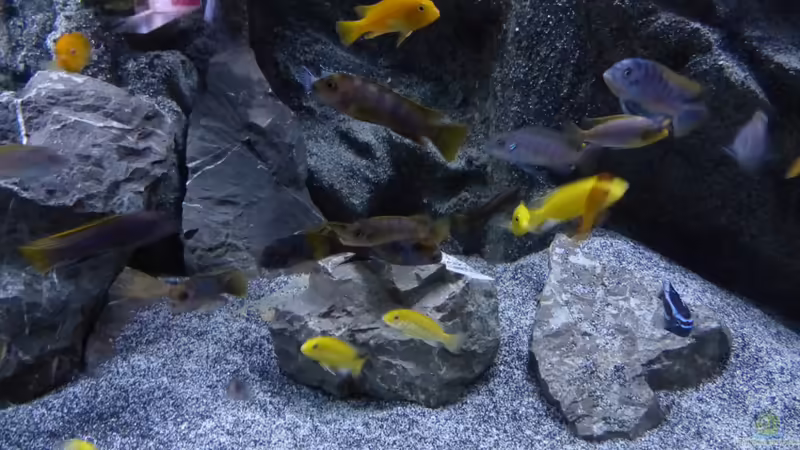 Aquarium Malawi 450 von Christoph Müller (7)