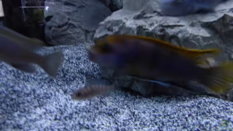 Aquarium Malawi 450 von Christoph Müller (8)