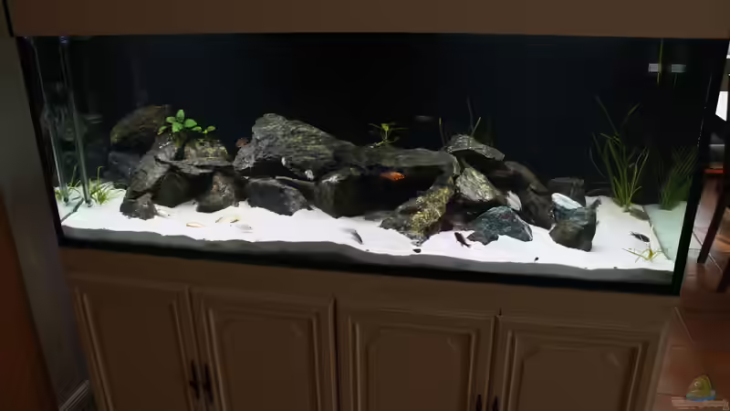 Aquarium Malawi 576l von Timo Ewert (2)