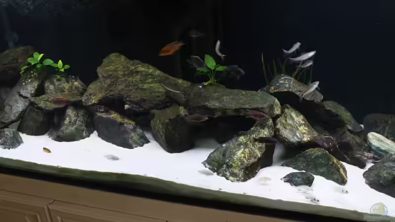 Aquarium Malawi 576l von Timo Ewert (3)