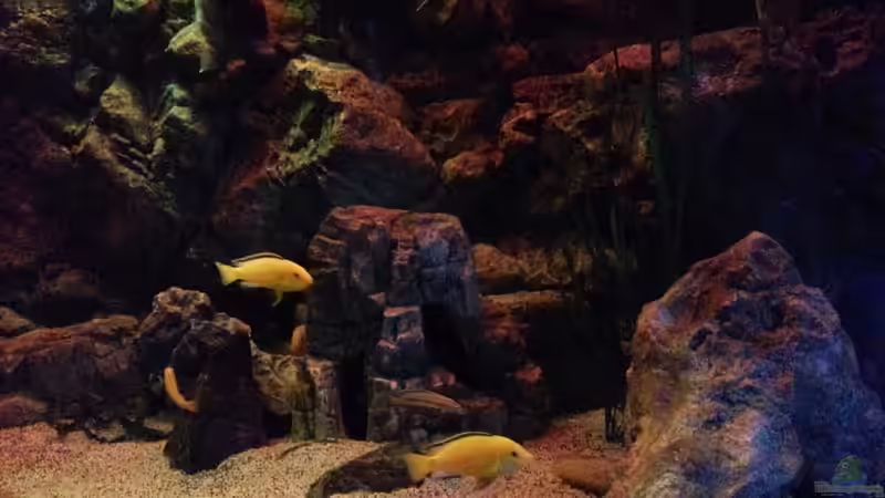 Aquarium Malawi african sea or &quot;Der Mühe Lohn&quot; von Thomas u. Gabriele P. (10)