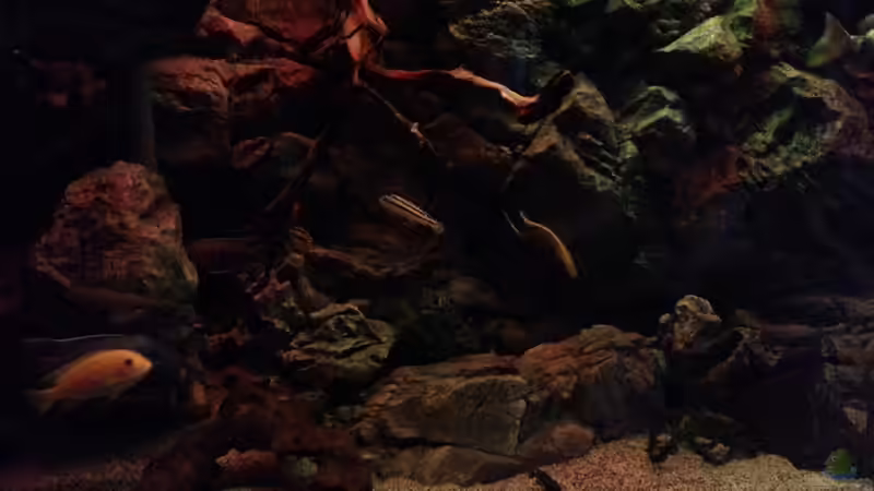 Aquarium Malawi african sea or &quot;Der Mühe Lohn&quot; von Thomas u. Gabriele P. (11)