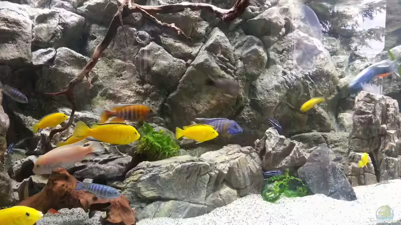 Aquarium Malawi african sea or &quot;Der Mühe Lohn&quot; von Thomas u. Gabriele P. (14)