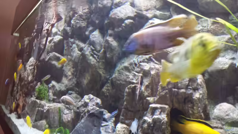 Aquarium Malawi african sea or &quot;Der Mühe Lohn&quot; von Thomas u. Gabriele P. (15)