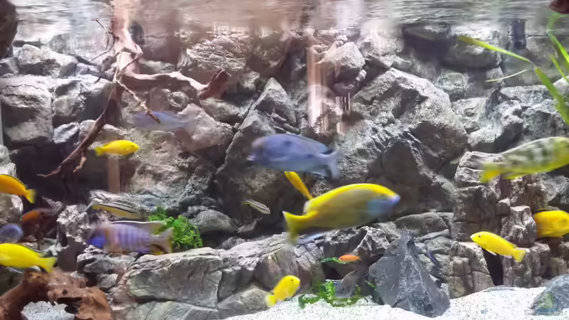 Aquarium Malawi african sea or &quot;Der Mühe Lohn&quot; von Thomas u. Gabriele P. (16)