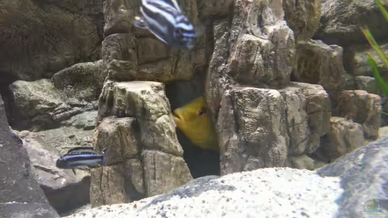 Aquarium Malawi african sea or &quot;Der Mühe Lohn&quot; von Thomas u. Gabriele P. (19)