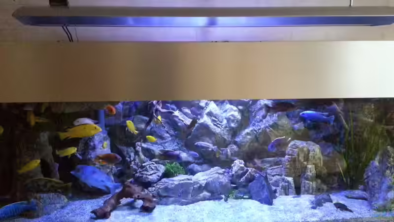 Aquarium Malawi african sea or &quot;Der Mühe Lohn&quot; von Thomas u. Gabriele P. (2)