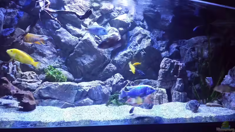 Aquarium Malawi african sea or &quot;Der Mühe Lohn&quot; von Thomas u. Gabriele P. (5)