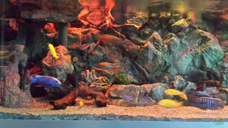 Aquarium Malawi african sea or &quot;Der Mühe Lohn&quot; von Thomas u. Gabriele P. (9)