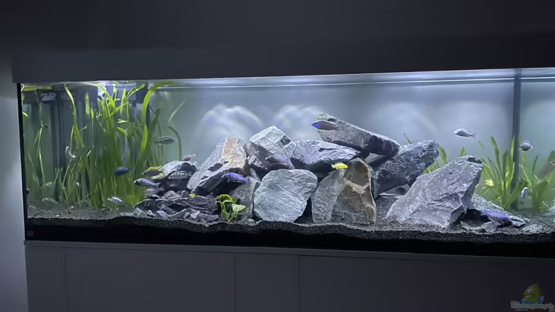 Aquarium Malawi Aquarium Mbuna/ Nonmbuna von Stephan Senger (2)