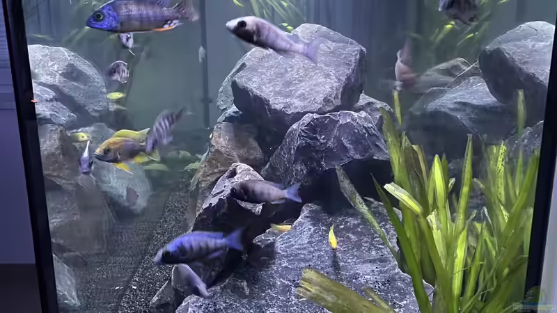 Aquarium Malawi Aquarium Mbuna/ Nonmbuna von Stephan Senger (3)