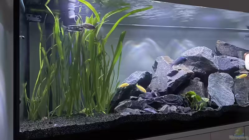 Aquarium Malawi Aquarium Mbuna/ Nonmbuna von Stephan Senger (4)