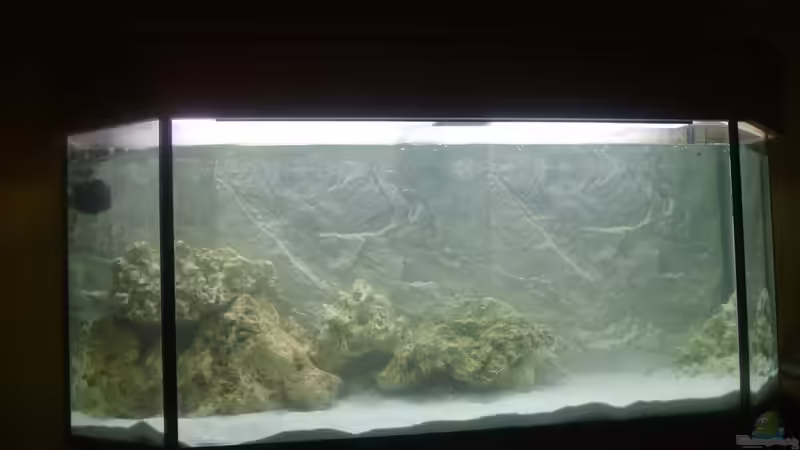 Aquarium Malawi aus hagen von Malawihagen (4)