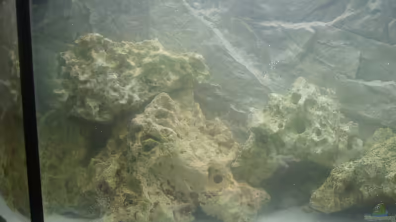 Aquarium Malawi aus hagen von Malawihagen (5)
