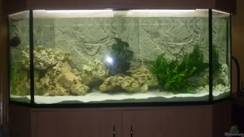 Aquarium Malawi aus hagen von Malawihagen (6)