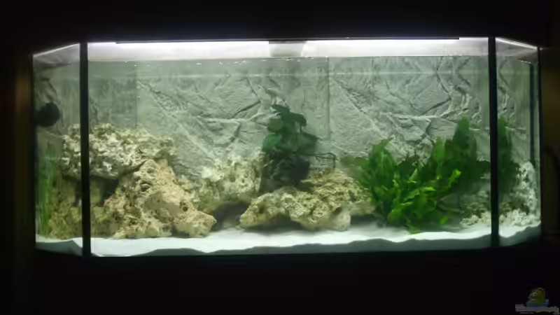 Aquarium Malawi aus hagen von Malawihagen (7)