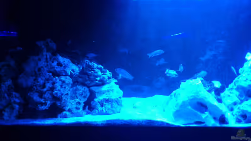 Aquarium Malawi Barsche von Alsi (10)