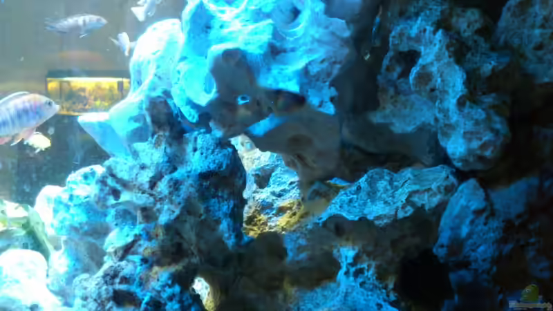 Aquarium Malawi Barsche von Alsi (12)