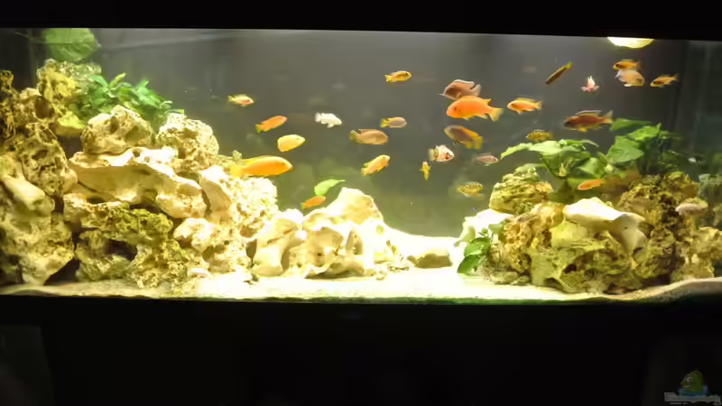 Aquarium Malawi Barsche von Alsi (19)