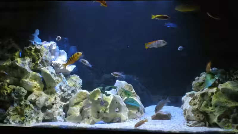 Aquarium Malawi Barsche von Alsi (2)
