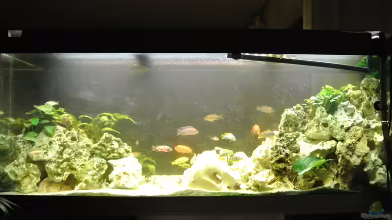 Aquarium Malawi Barsche von Alsi (20)