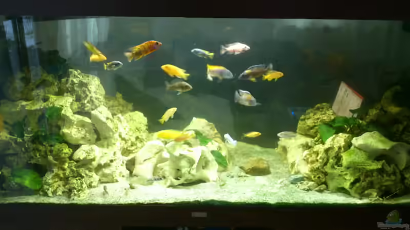 Aquarium Malawi Barsche von Alsi (22)