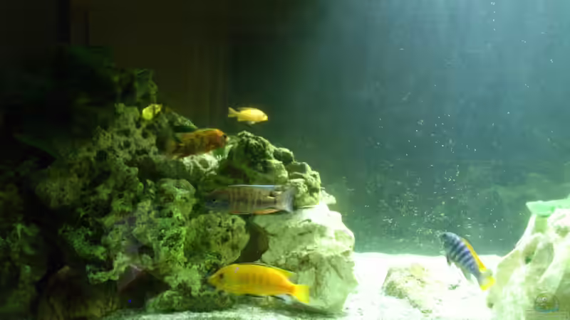 Aquarium Malawi Barsche von Alsi (23)