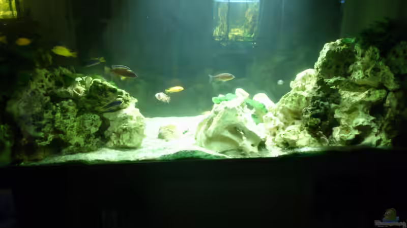 Aquarium Malawi Barsche von Alsi (24)
