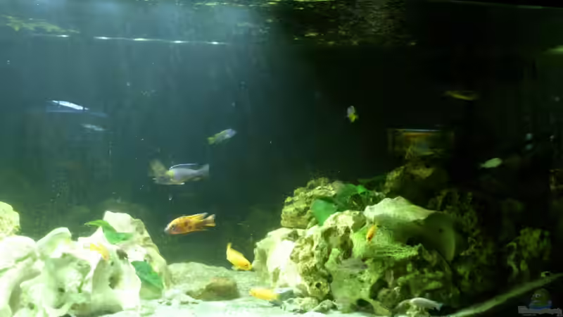 Aquarium Malawi Barsche von Alsi (25)