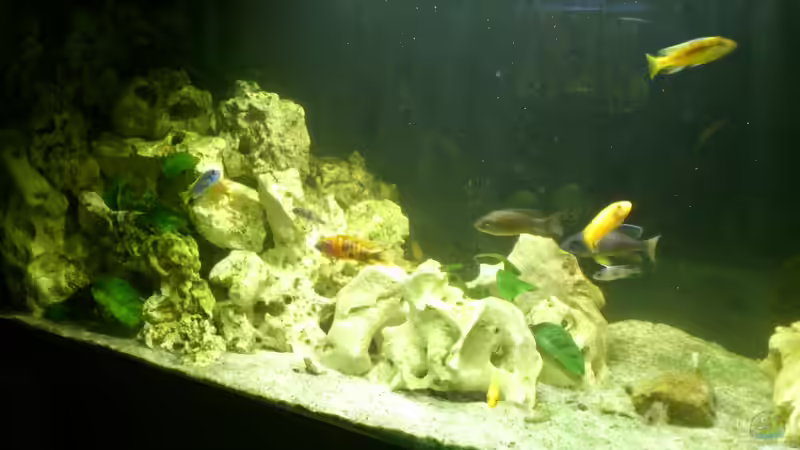 Aquarium Malawi Barsche von Alsi (26)